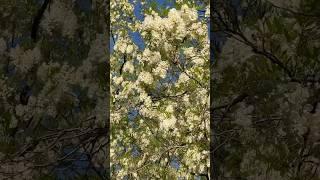 Акация 23.05.25
