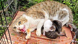 Mother cat doesn't let us touch her poor kittens because she has already lost her kittens!