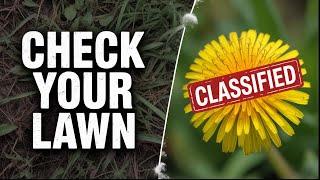 You Have This SECRET Superfood On Your Lawn