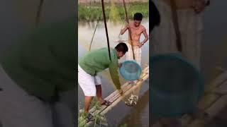 Cá ni lm món gì ngon cả nhà  | Mèo Ngoại Ô | #fishing #shorts