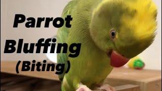 Parrot bluffing (biting)  - Indian Ringneck