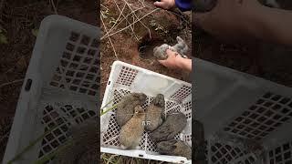 上山挖兔子洞抓小兔子 自家散养的兔子，上山挖兔子洞抓小兔子兔子动物散养兔 抖音助农 农村创业养殖