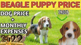 Beagle Price in India 2022 in Hindi (monthly expenses)+dog price, cheapest dog india