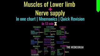 ALL MUSCLES OF LOWER LIMB + NERVE SUPPLY | IN ONE CHART | QUICK REVISION