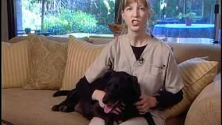 How to Care for a Dog with Degenerative Myelopathy