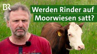 Rinder auf der Weide: Moore landwirtschaftlich nutzen | Naturschutz | Unser Land | BR