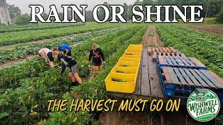 TEENS EMBRACING THE SUCK:  RAINY DAY HARVEST FUN ON THE FARM