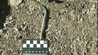 West Canary Skink (Chalcides) running - slow motion (2)