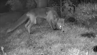 Fuchsattacke auf den Igel!