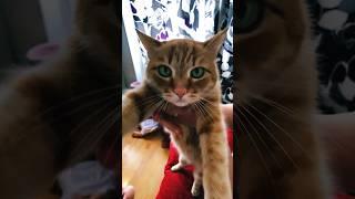 #music #animals #cat #youtube #shorts #recipe #recommended #smile #love