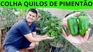 COLHA QUILOS DE PIMENTÃO usando essa TÉCNICA. Como PLANTAR PIMENTÃO no VASO. Vídeo completo!