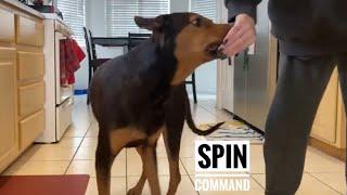 How to train your dog to spin