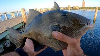 Big Triggerfish & Porgy - The ROBERT MOSES FISHING PIER - Fluke, Blowfish & Sea Bass