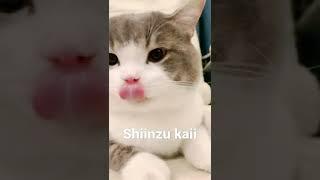 Ccp Kucing gemoyy DJ: I Still need you el #cat #viral #fyp #shorts