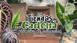  Explorando Plantas exoticas en tiendas de cadena holandesas 