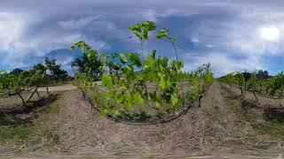 VRCation Getaway-The Grapes of Khao Yai Winery Thailand
