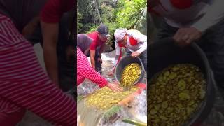 TREASURE HUNT FOR GOLD.! TREASURE HUNT FOUND REAL GOLD #treasurehunting #panningforgold #goldminer