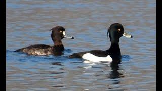 915. Polák chocholačka, Tufted Duck, Reiherente, Хохлатая чернеть, Czernica