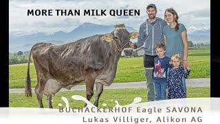More Than Milk Queen - Eagle SAVONA
