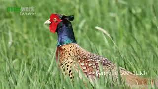 Jagdfasan I Phasianus Colchicus I Common Pheasant I Faisan Vulgar I Faisan de Colchide I Jülich