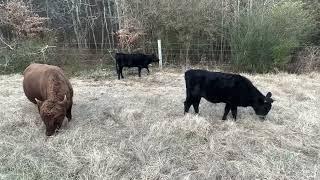 Rotational grazing cattle, winter stockpile