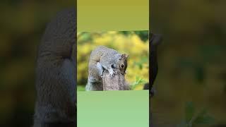 Squirrel amazing fact_you dont know_#shorts