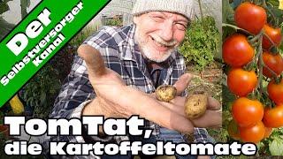 Tomtat, die Kartoffeltomate