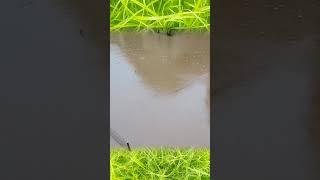 Heavy flooding due to extreme rainfall in Hiratsuka, Kanagawa Prefecture #japan #japanese #flooding