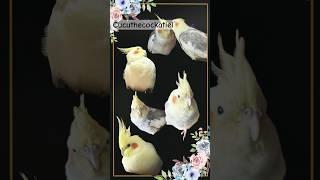 Cute Nadan Cocka#birds #trends #viral #shorts #animals #pets #cockatiel #youtube #trending #ytshorts