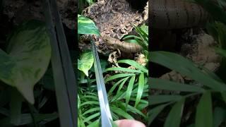 How & What I Feed My Skink