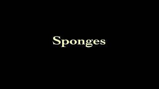 Sponges (Porifera): Origins #TheShapeOfLife