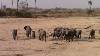 To familly herds of elephants meeting on the riverbed of the Mwagusi river in Ruaha.