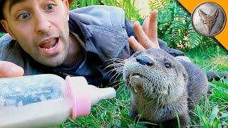 Baby Otter Feeding Time!