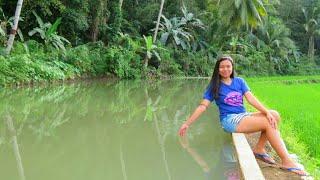 3,000 Tilapia Fish Fingerlings In Our New Fishpond