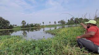 Small single Hook fishing tecnique|Amazing Catching Cat fish & Tilapia fish by float in pond