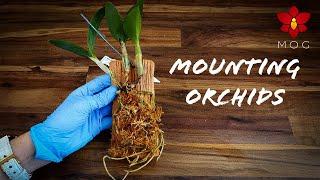 Mounted Orchids - How to & Care Tips! - Orchid Care for Beginners