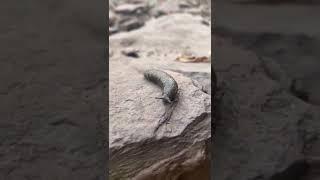 A cute little slug doing slug things. This was somewhere near New Hope.