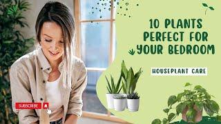 10 Best Plants To Keep In Your Bedroom - Houseplant Care Tips