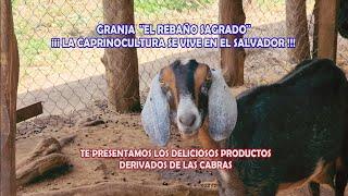 Las Mejores Cabras Lecheras de EL SALVADOR, Granja El Rebaño Sagrado en Usulutan.
