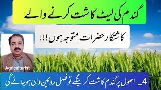 Late Wheat Sowing Tips | Essential Principles for Successful wheat production | zarai mashwary