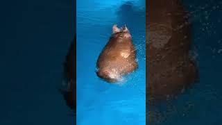 Funny walrus makes a face  #shorts