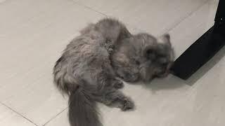 Female Persian Cat in Heat