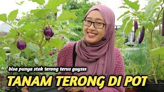 TANAM TERONG DI POT BISA BERBUAH TERUS