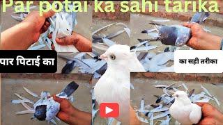 par potai karne ka sahi tarika || पार पिटाई  करने का सही तरीका #pigeon #tournament \\ kyarish kadri