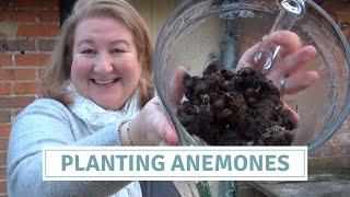 Planting Anemones / Sowing Anemone Corms (Bulbs) / Rescuing Rotten Bulbs