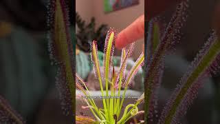 How to care for your drosera carnivorous plant #plantcare #plantlovers #carnivorousplants