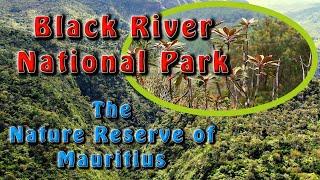 Black River National Park | Fauna and Flora Sanctuary (Wildlife of Mauritius) | Mauritius360.com