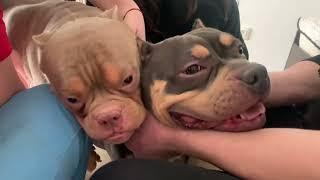 Вязка собак породы Американский Булли / очень милая игривая невеста / American Bully’s cute mating