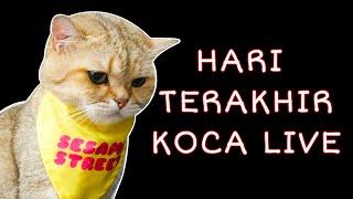 Live Stream HARI TERAKHIR KOCA  - Cia Cat Diary