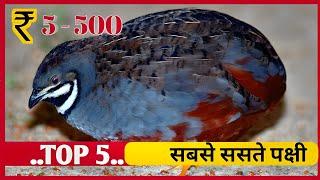 Top 5 cheapest pet birds ! cheap birds for pets